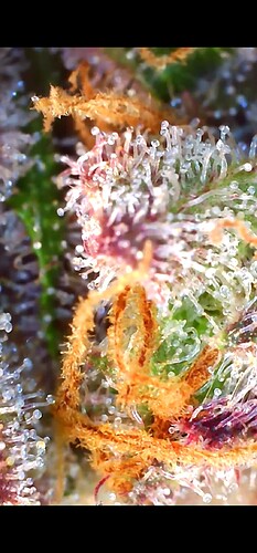 Growreport Bild 7