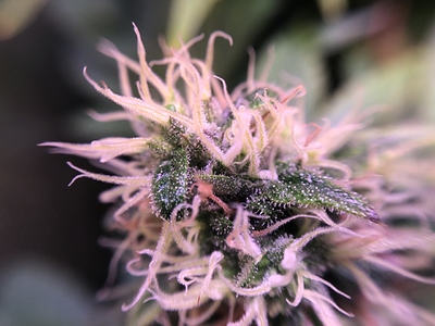 Growreport Bild 13