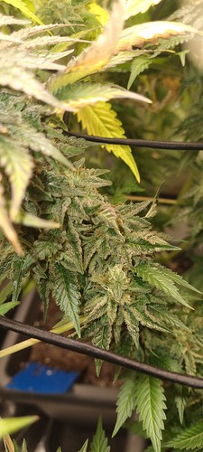 Growreport Bild 22