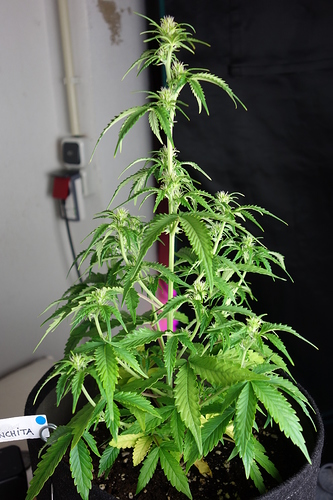 Growreport Bild 58