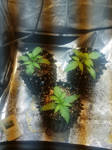 Growreport Bild 2