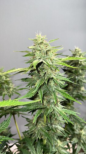 signal-2022-10-24-205614_003