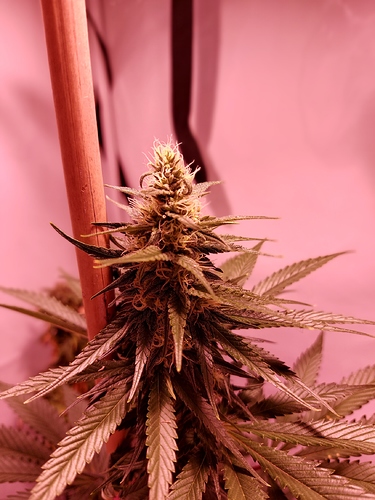 Growreport Bild 14
