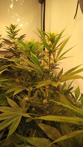 Growreport Bild 62