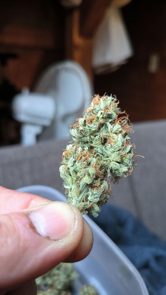 1. Indoor Grow in 40x40x120 Zelt