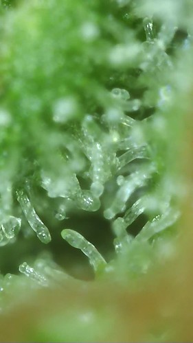 Growreport Bild 99