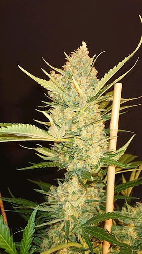 obscura1607809449470