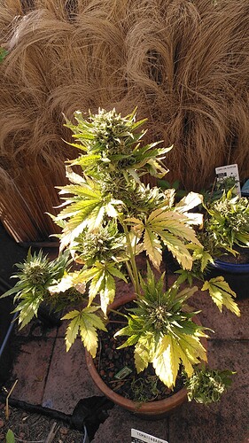 Growreport Bild 6