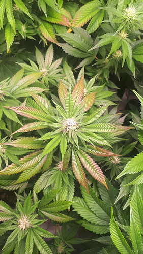 Growreport Bild 1