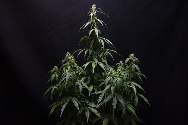 Growreport Bild 12