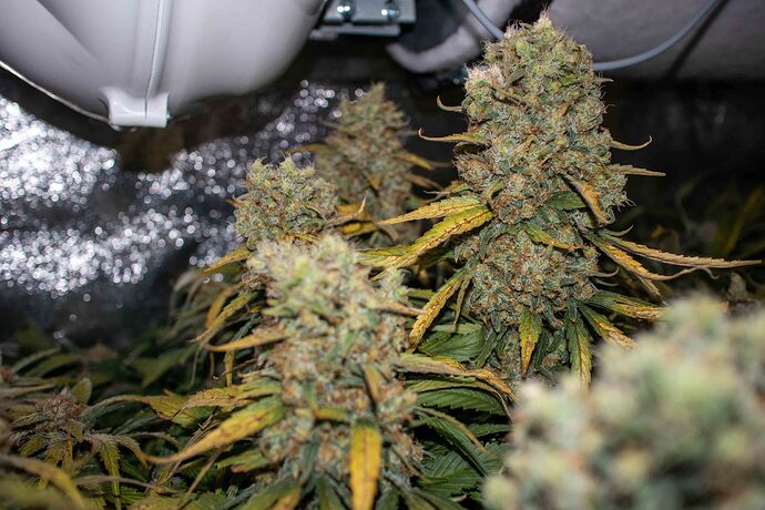 Growreport Bild 21