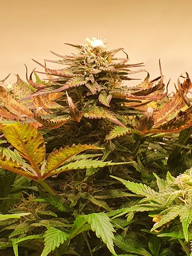 Growreport Bild 18
