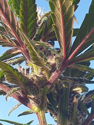 Growreport Bild 7