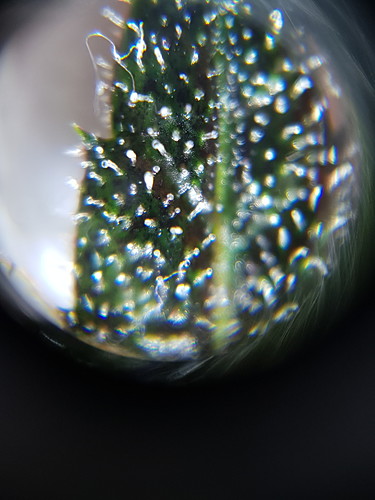 Growreport Bild 10