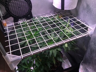 Growreport Bild 15
