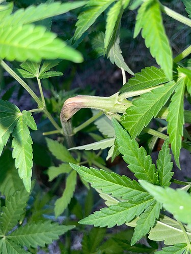Growreport Bild 38