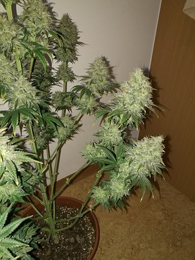 Growreport Bild 8