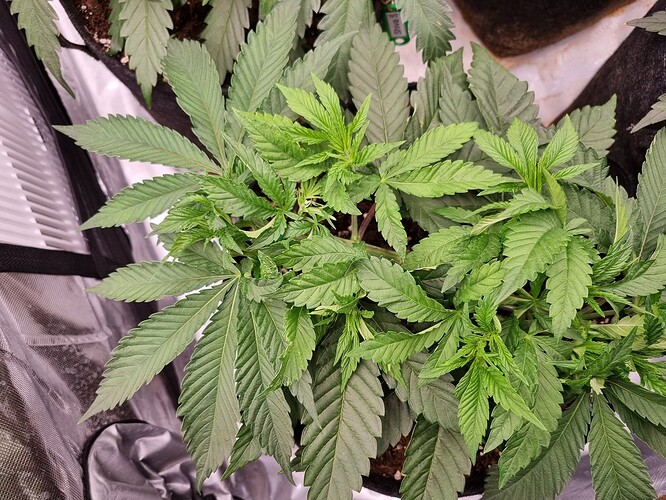 Growreport Bild 60