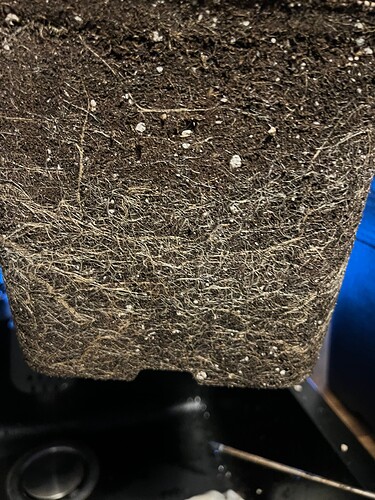 Growreport Bild 1
