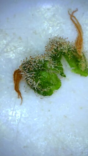 Growreport Bild 49