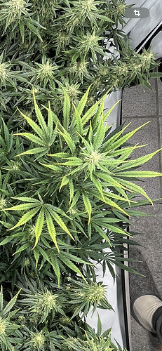 Growreport Bild 24