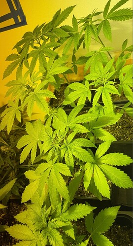 Growreport Bild 19