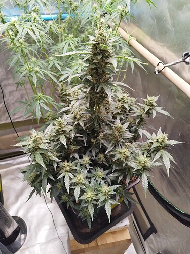 Growreport Bild 2