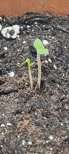 Growreport Bild 7
