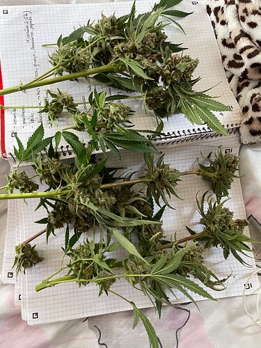Growreport Bild 6