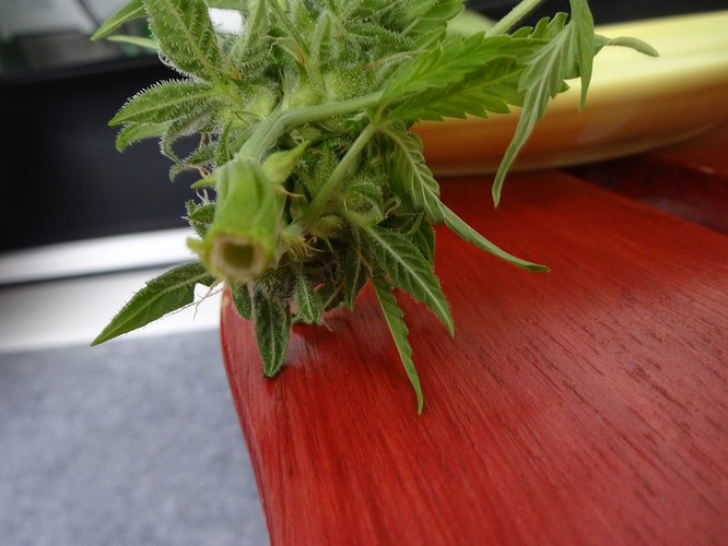 Growreport Bild 17