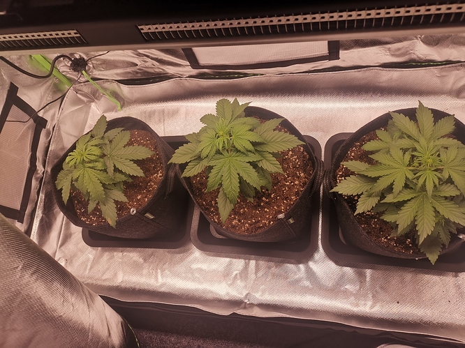 Growreport Bild 7