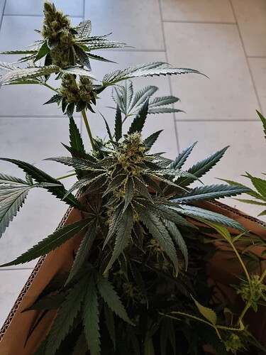 Growreport Bild 1