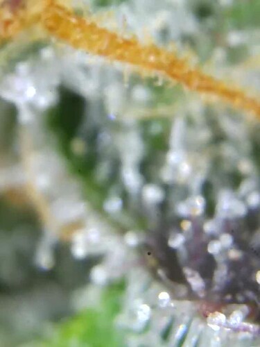 Growreport Bild 6
