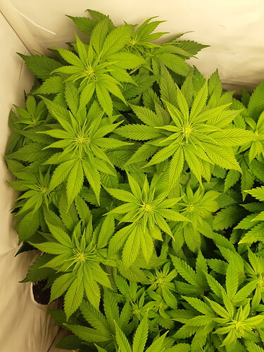 Growreport Bild 4