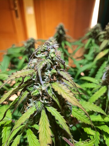 Growreport Bild 4