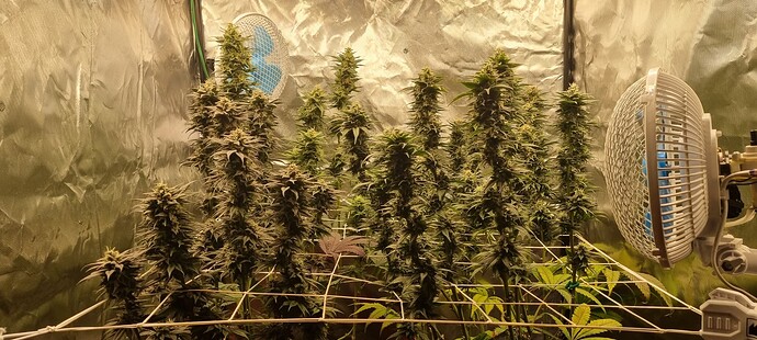Growreport Bild 65