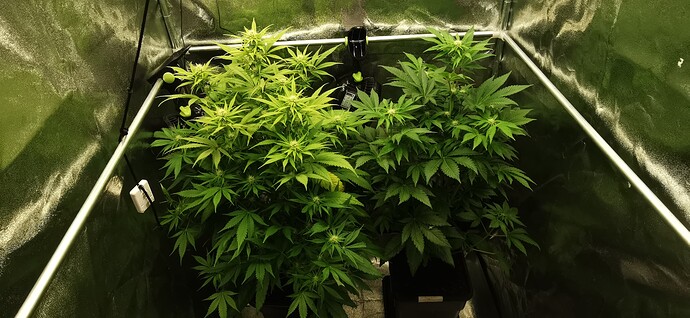 Growreport Bild 37