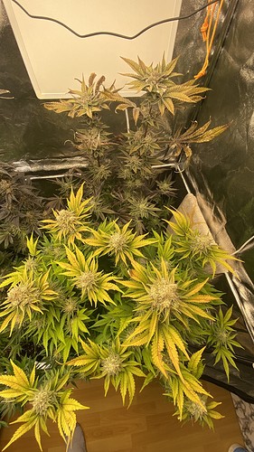 Growreport Bild 24