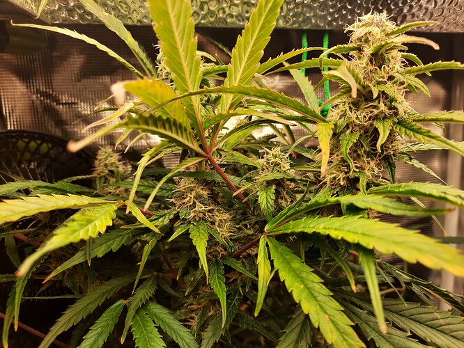 Growreport Bild 2
