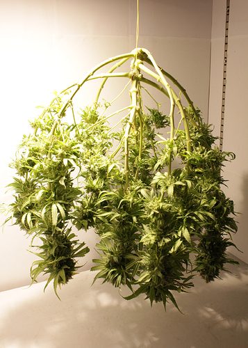 Growreport Bild 1