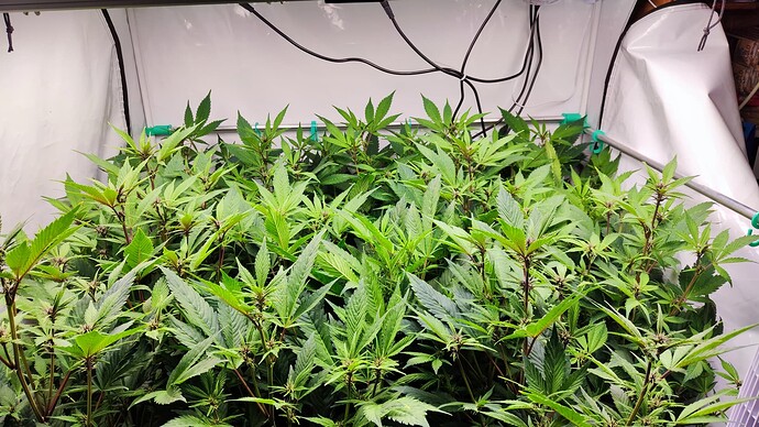 Growreport Bild 2