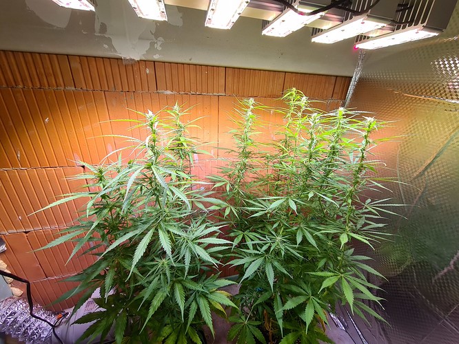 Growreport Bild 5