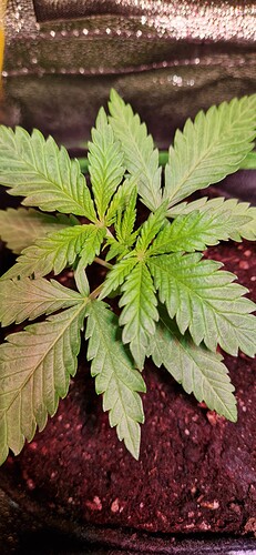 Growreport Bild 6