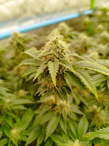 Growreport Bild 17