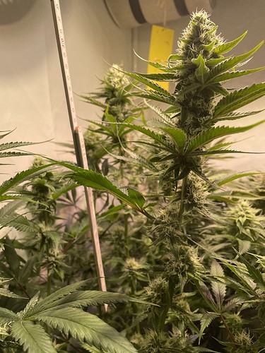 Growreport Bild 9