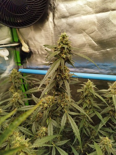 Growreport Bild 2