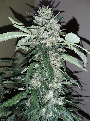 Growreport Bild 6