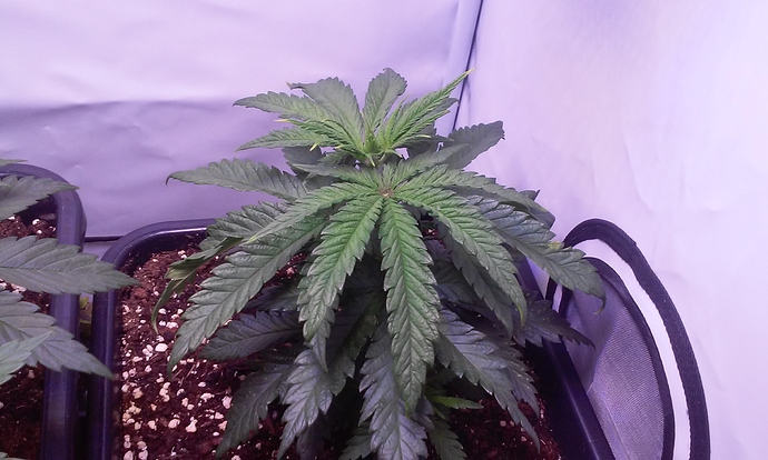 Growreport Bild 20