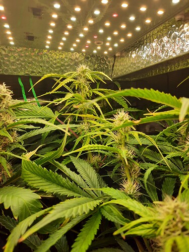Growreport Bild 4
