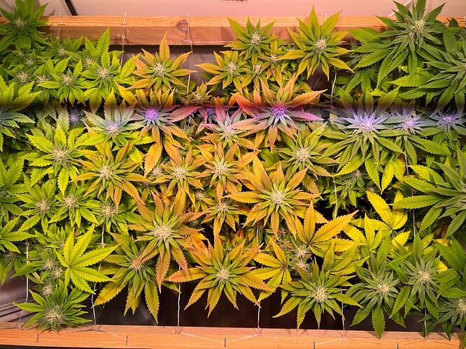 Growreport Bild 2